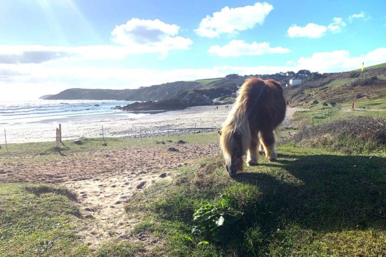 Kennack Sands Ponies
