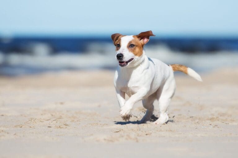 Dog Friendly Beaches