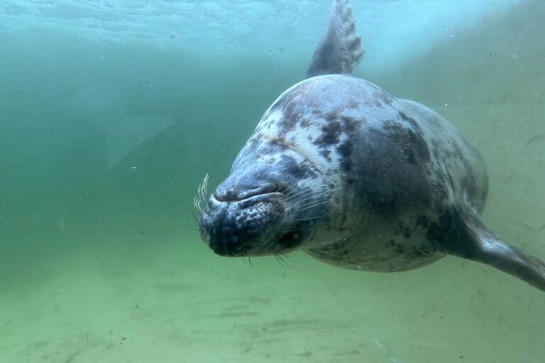 Cornish Seal Sanctury